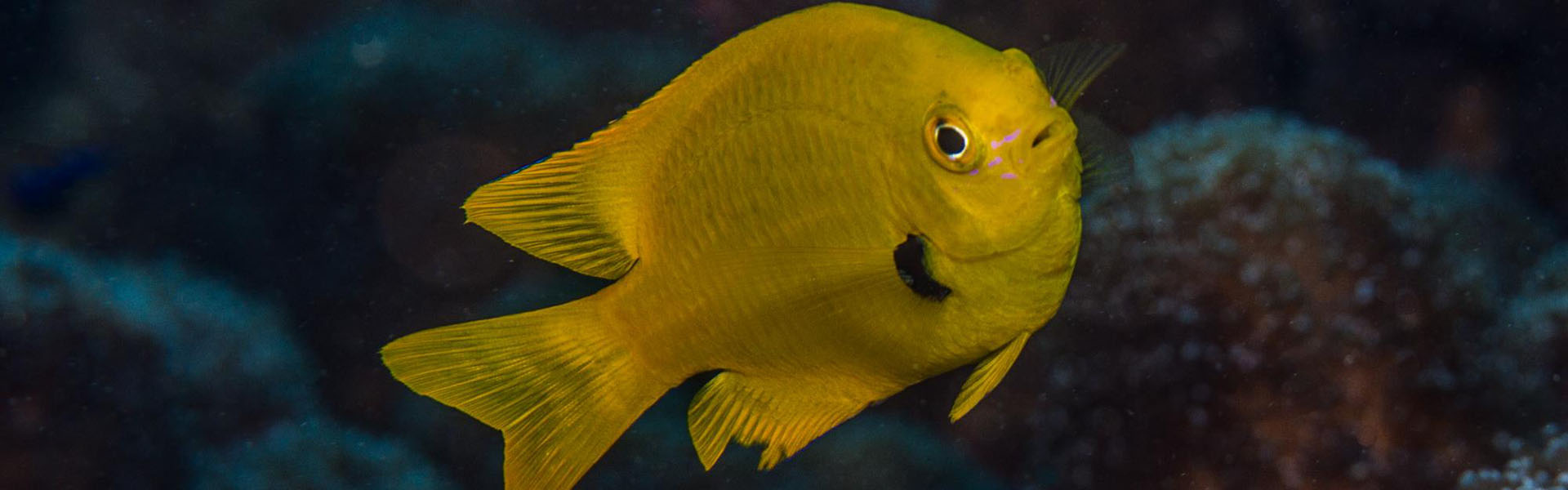 Sulphur damselfish